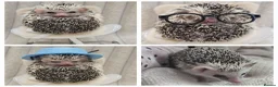 Pygmy Hedgehog rodents for sale: Pygmy Hedgehog, Male, 1 Year Old, Full Set Up - Advert 1