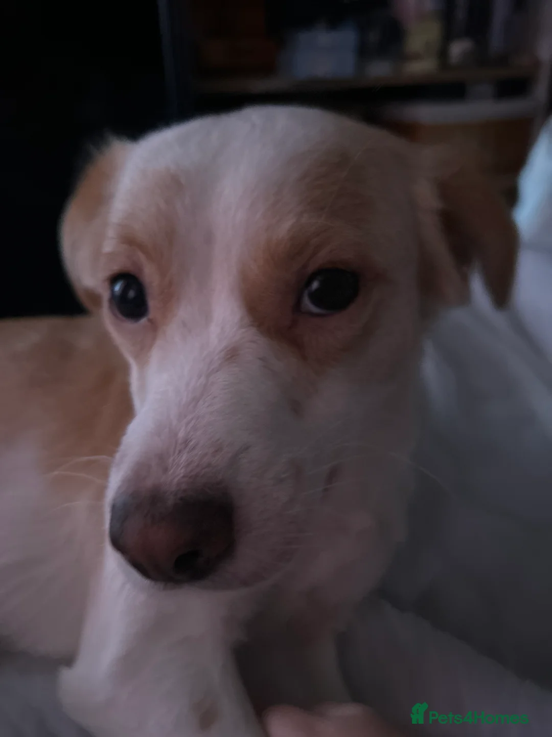 Mixed Breed dogs for sale: amalia - Advert 3