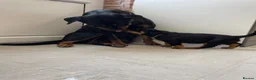 Rottweiler dogs for sale: ROTTWEILER PUPPIES "ready to go" - Advert 8