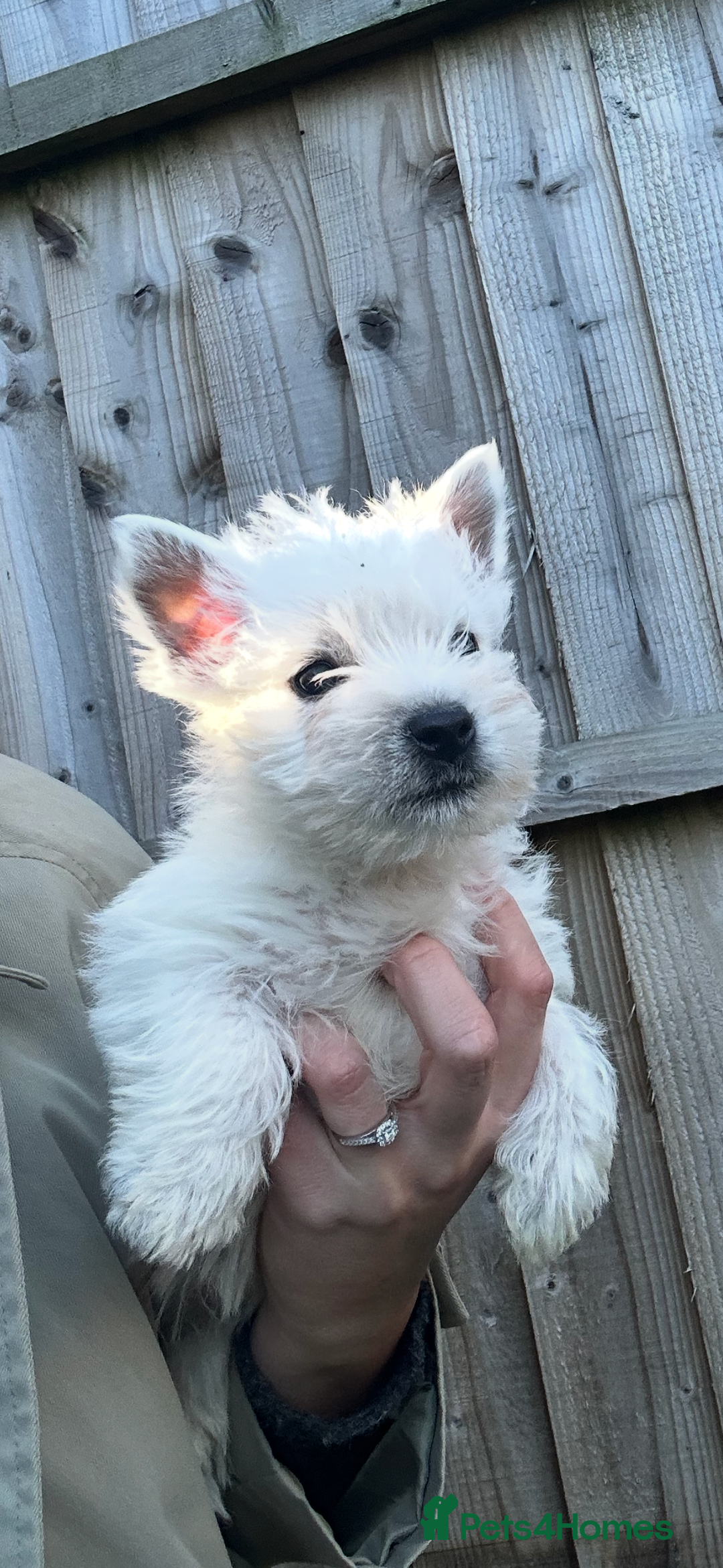 West Highland Terrier dogs for sale: West highland terrier puppies - Image 2