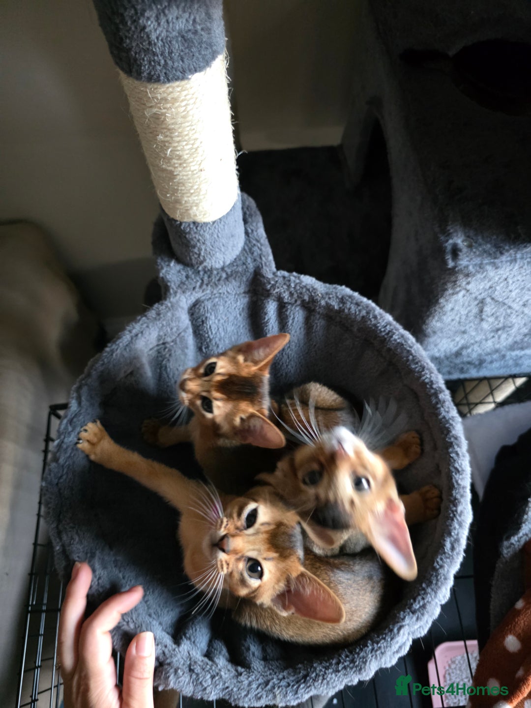 Abyssinian cats for sale: ⭐️Stunning Pedigree Abyssinian Kittens⭐ - Image 26