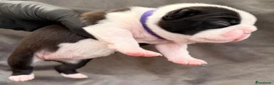 Boston Terrier 5