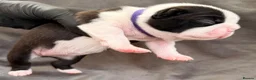 Boston Terrier dogs for sale: Bostixon KC Registered Boston Terrier Puppies - Advert 14