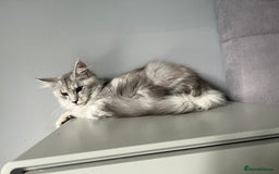 Maine Coon cats for sale: GCCF register girls  - Image 4