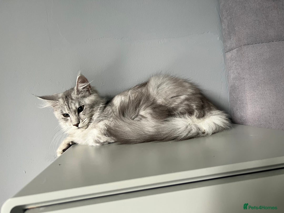 Maine Coon cats for sale: GCCF register girls  - Image 4