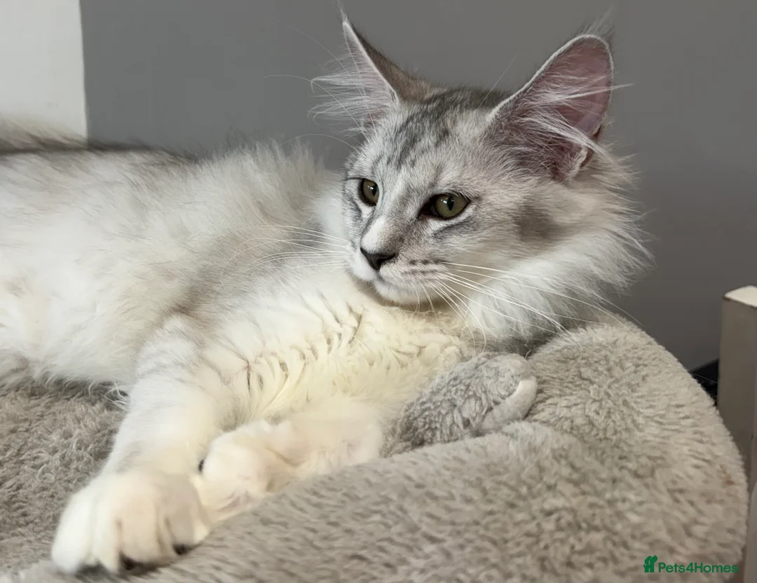 Maine Coon cats for sale: Stunning Black Silver Shaded Maine Coon Kittens - Advert 9