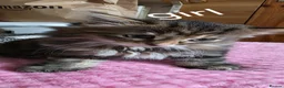 Maine Coon cats for sale: Adorable Mainecoon babys - Advert 21