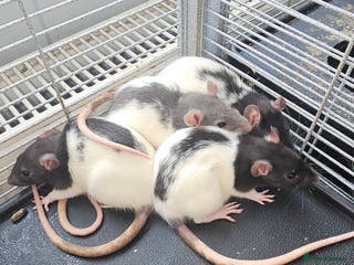 Rat rodents 10 female rats - Advert 13