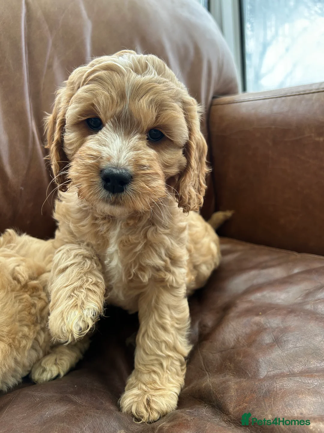 Cockapoo dogs for sale: READY TO GO 3 Golden Cockapoos  - Advert 19