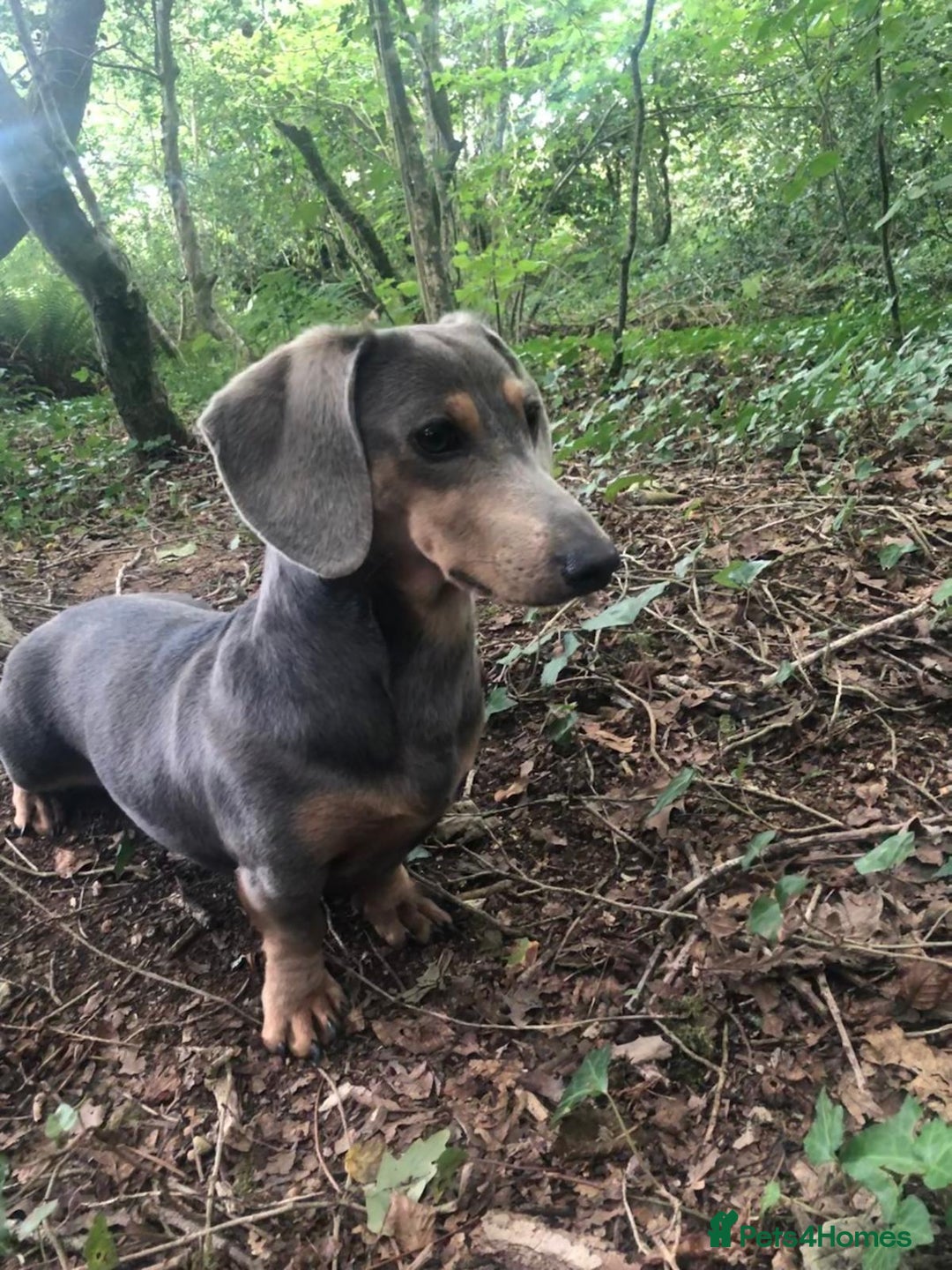 Miniature Dachshund dogs for sale: Miniature Dachshund puppies for sale - Advert 4