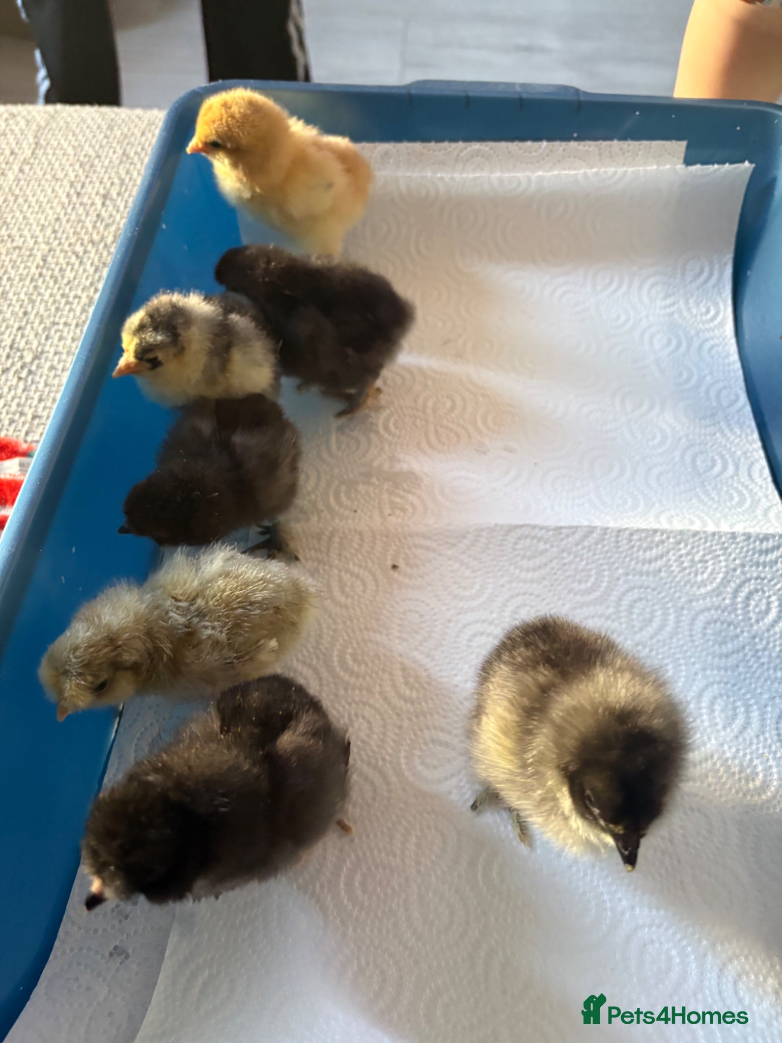 Chickens poultry Chicks and ducklings  - Advert 18