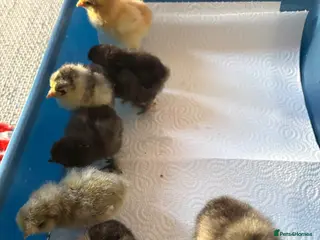 Chickens poultry Chicks and ducklings - Advert 18