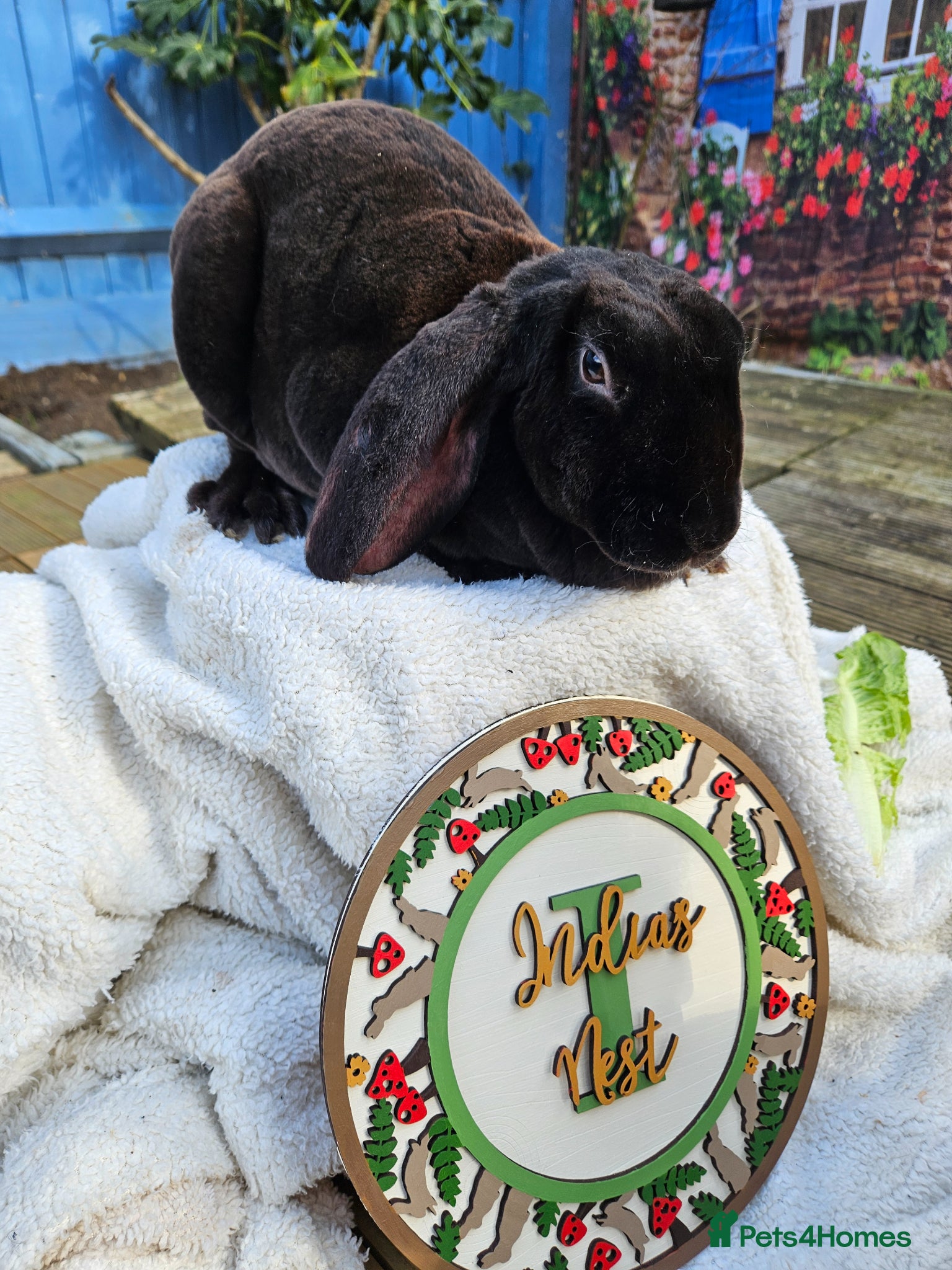 Rex rabbits Velveteen Litter  - Advert 9