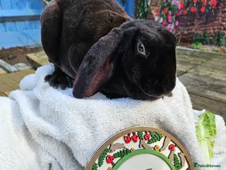 Rex rabbits Velveteen Litter - Advert 9