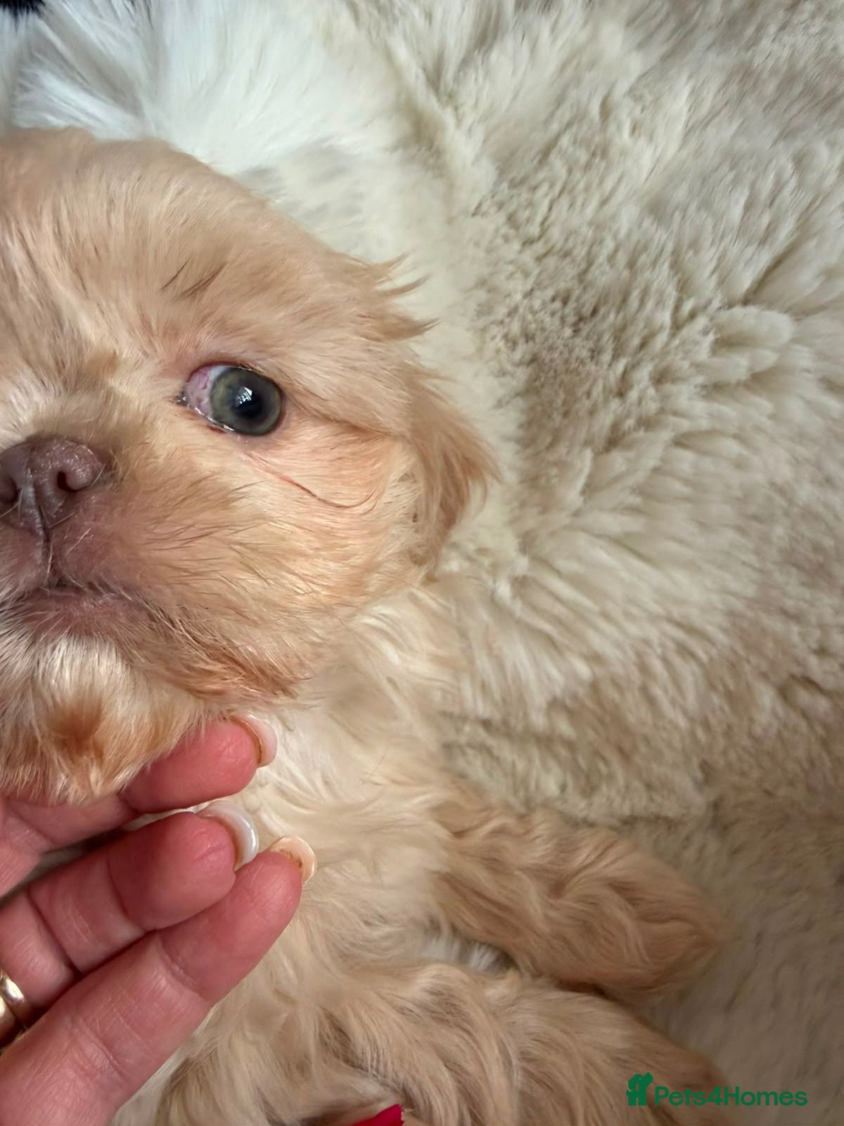 Shih Tzu dogs Stunning shih Tzu pups 2 boys  - Advert 1
