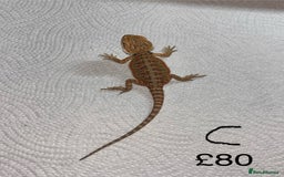 Bearded Dragon reptiles for sale: Various Baby Bearded Dragons For Sale - Advert 6