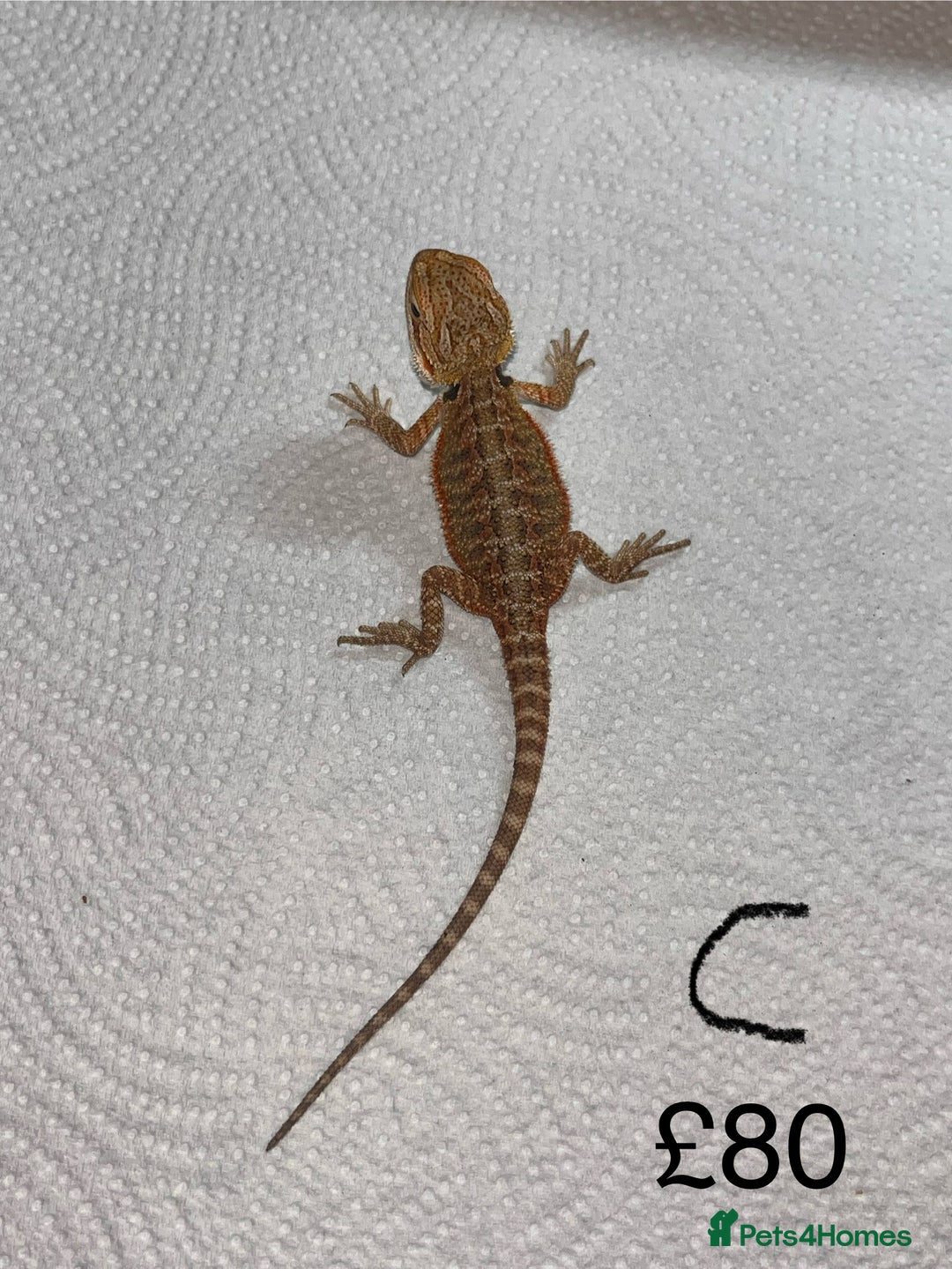 Bearded Dragon reptiles for sale: Various Baby Bearded Dragons For Sale - Advert 6