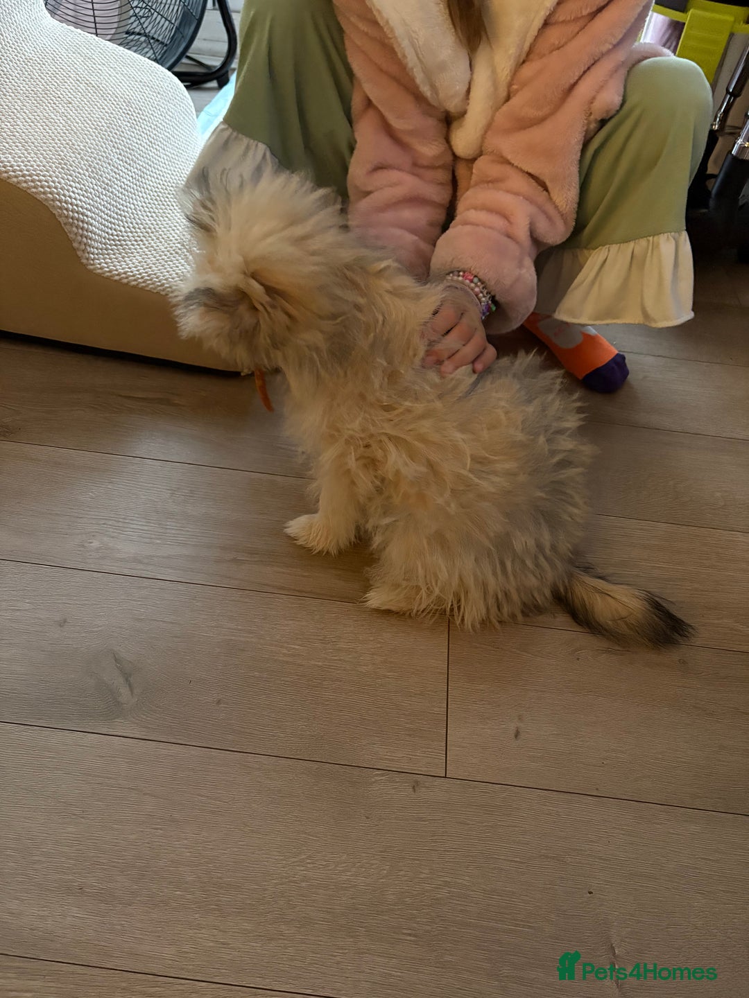 Mixed Breed dogs for sale: Penny the Pomeranian mix  - Image 3