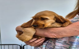 Cocker Spaniel dogs for sale: Kc Golden Show Cocker puppy Boy Health tested - Image 14