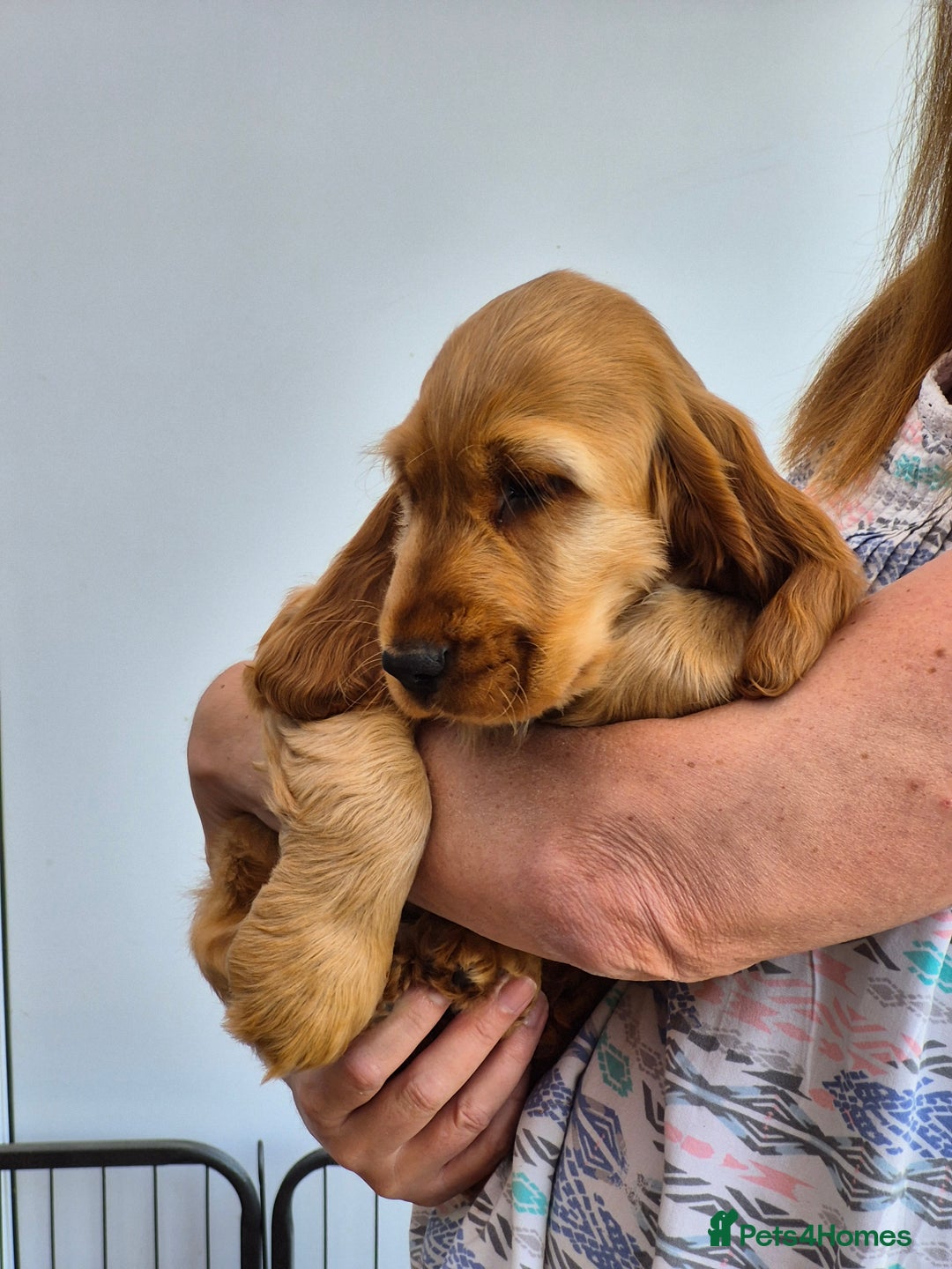 Cocker Spaniel dogs for sale: Kc Golden Show Cocker puppy Boy Health tested - Image 14