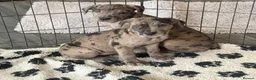 Cane Corso dogs for sale: Cane corso pups ready now  in Dereham - Advert 7