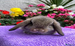 Mini Lop rabbits for sale: Gorgeous Baby Mini Lop Boy, Ready Now - Image 4