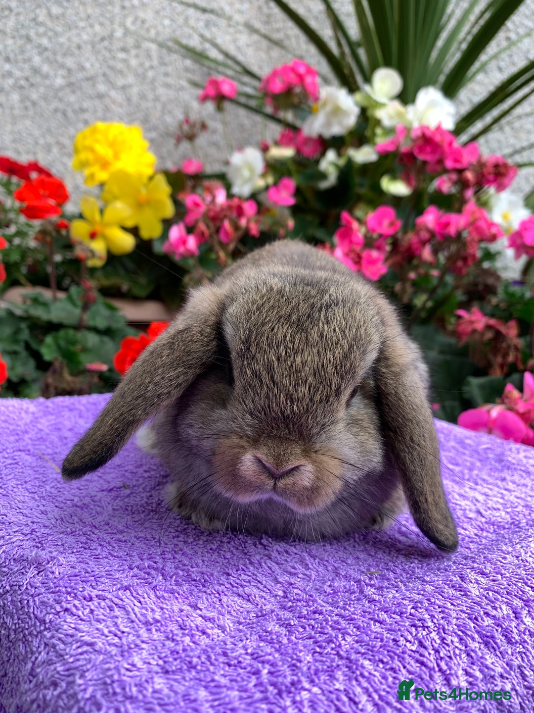 Mini Lop rabbits for sale: Gorgeous Baby Mini Lop Boy, Ready Now - Image 4
