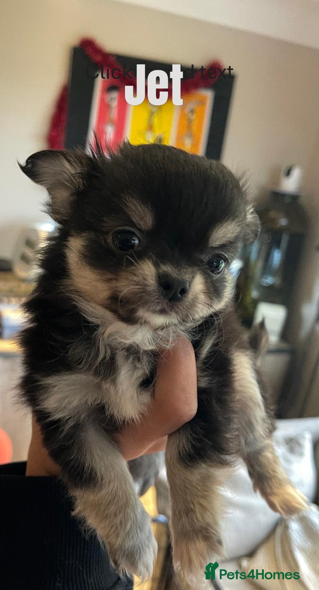 Chihuahua dogs for sale: CHIHUAHUA PUPPIES, 5 boys  - Advert 5