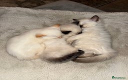 Ragdoll cats for sale: 🌟 Beautiful Ragdoll Kittens – Ready Soon! 🌟 - Image 12