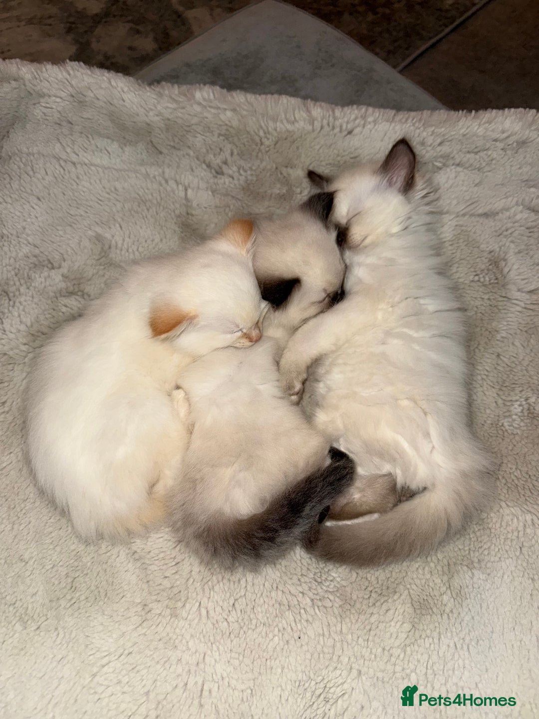 Ragdoll cats for sale: 🌟 Beautiful Ragdoll Kittens – Ready Soon! 🌟 - Image 12