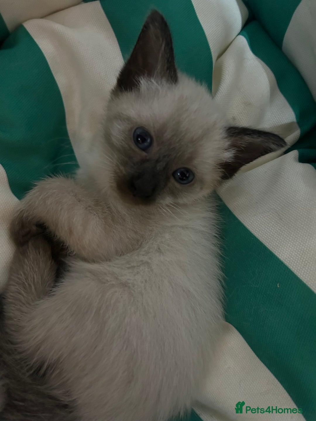Siamese cats for sale: 6 adorable Siamese kittens  - Advert 1