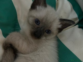 Siamese cats 6 adorable Siamese kittens - Advert 3