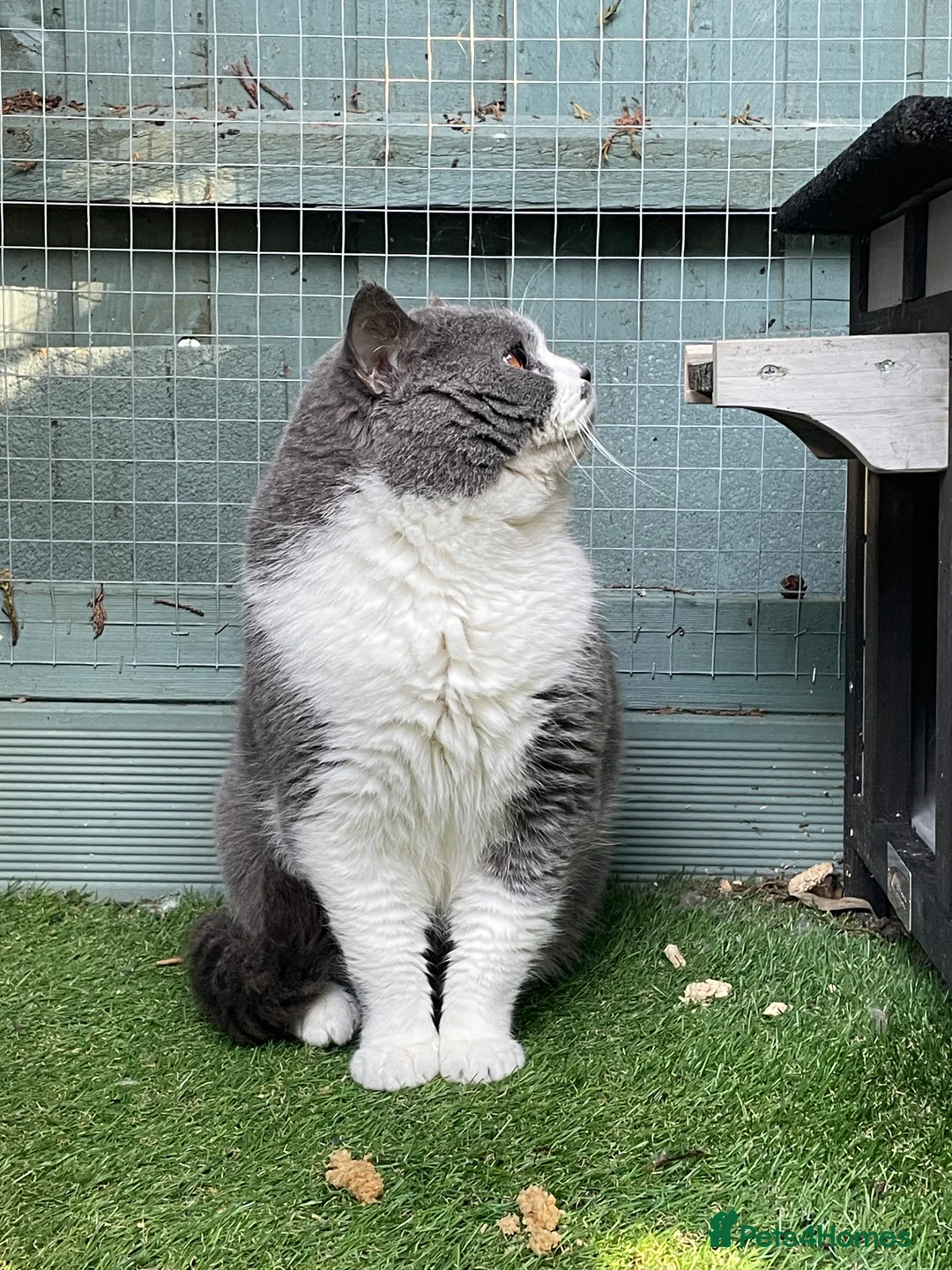 British Shorthair cats for stud: Latvian import Blue and White Baron  in Manningtree - Advert 2