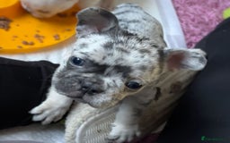 French Bulldog dogs for sale: Pedigree french bulldogs  - Image 9
