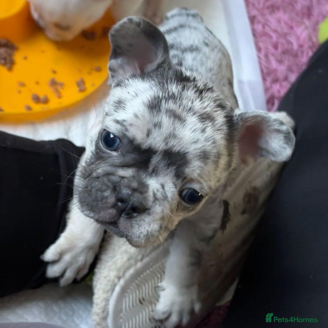 French Bulldog dogs for sale: Pedigree french bulldogs  - Image 9
