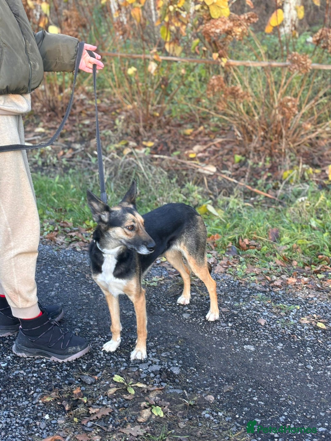German Shepherd dogs for adoption: LEAH – Female German Shepherd - Advert 2