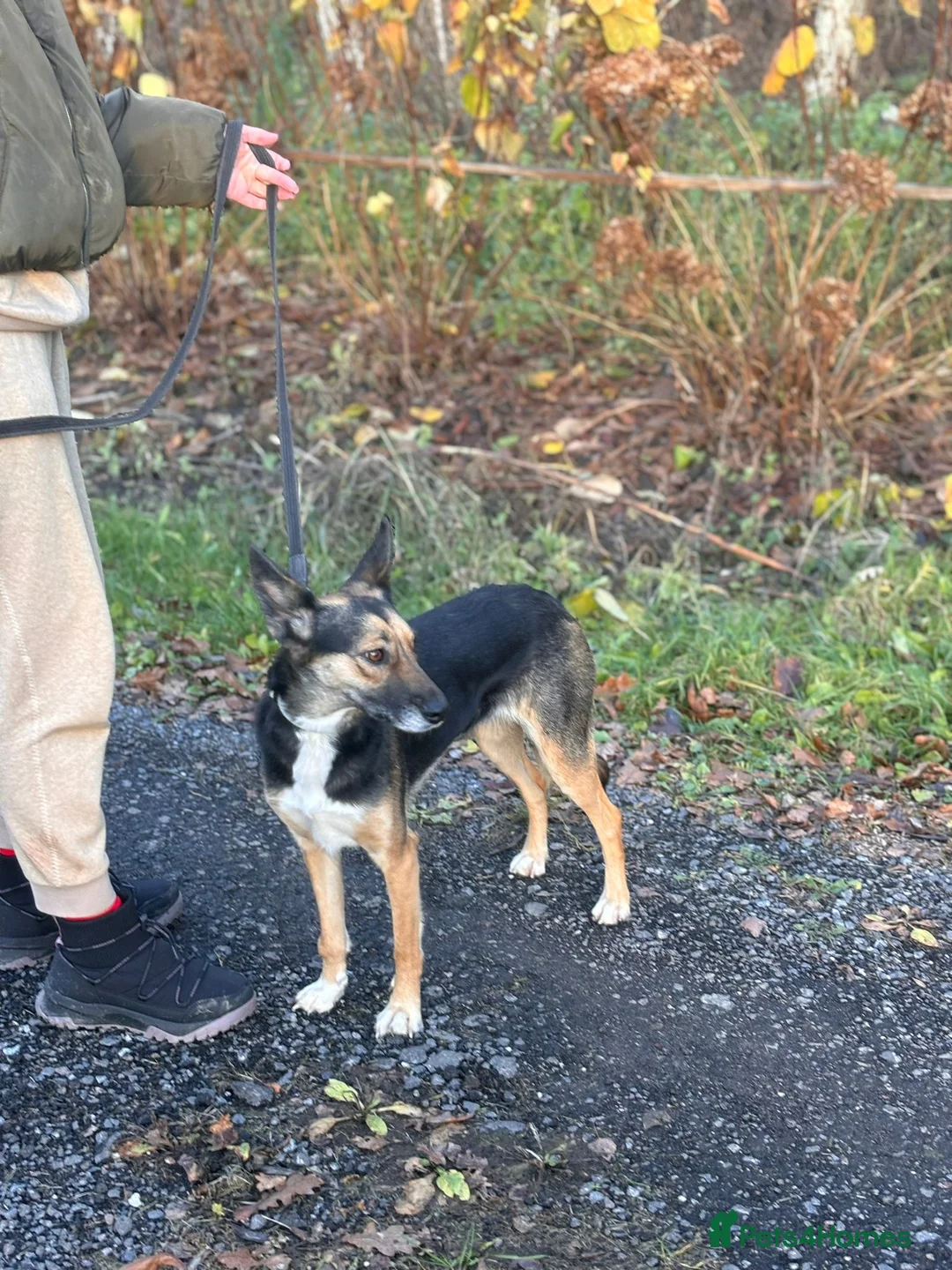 German Shepherd dogs for adoption: LEAH – Female German Shepherd - Advert 2