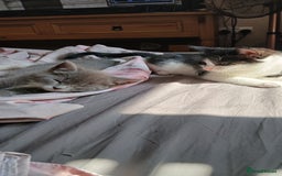 Mixed Breed cats for sale: 2x playful, gorgeous male kitten's for sale  - Image 1