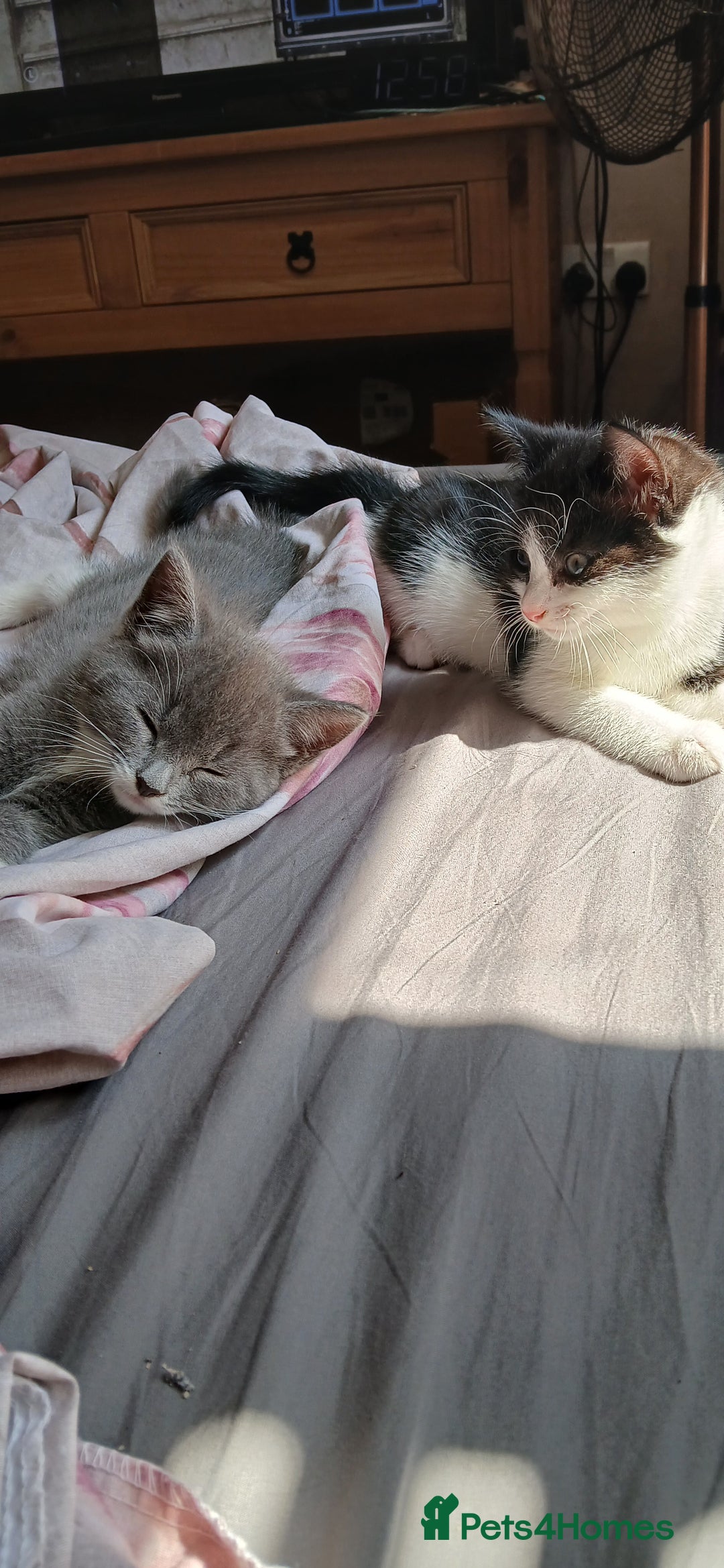 Mixed Breed cats for sale: 2x playful, gorgeous male kitten's for sale  - Image 1