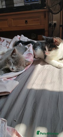 Mixed Breed cats - Advert 14