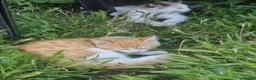 Mixed Breed cats for sale: Persian kittens  - Advert 2