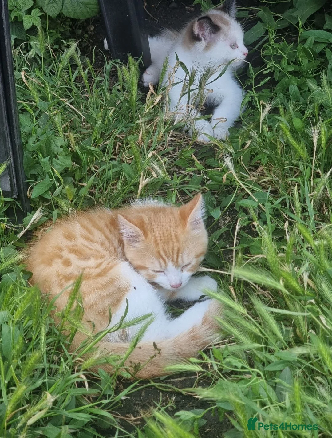 Mixed Breed cats for sale: Persian kittens  - Advert 2