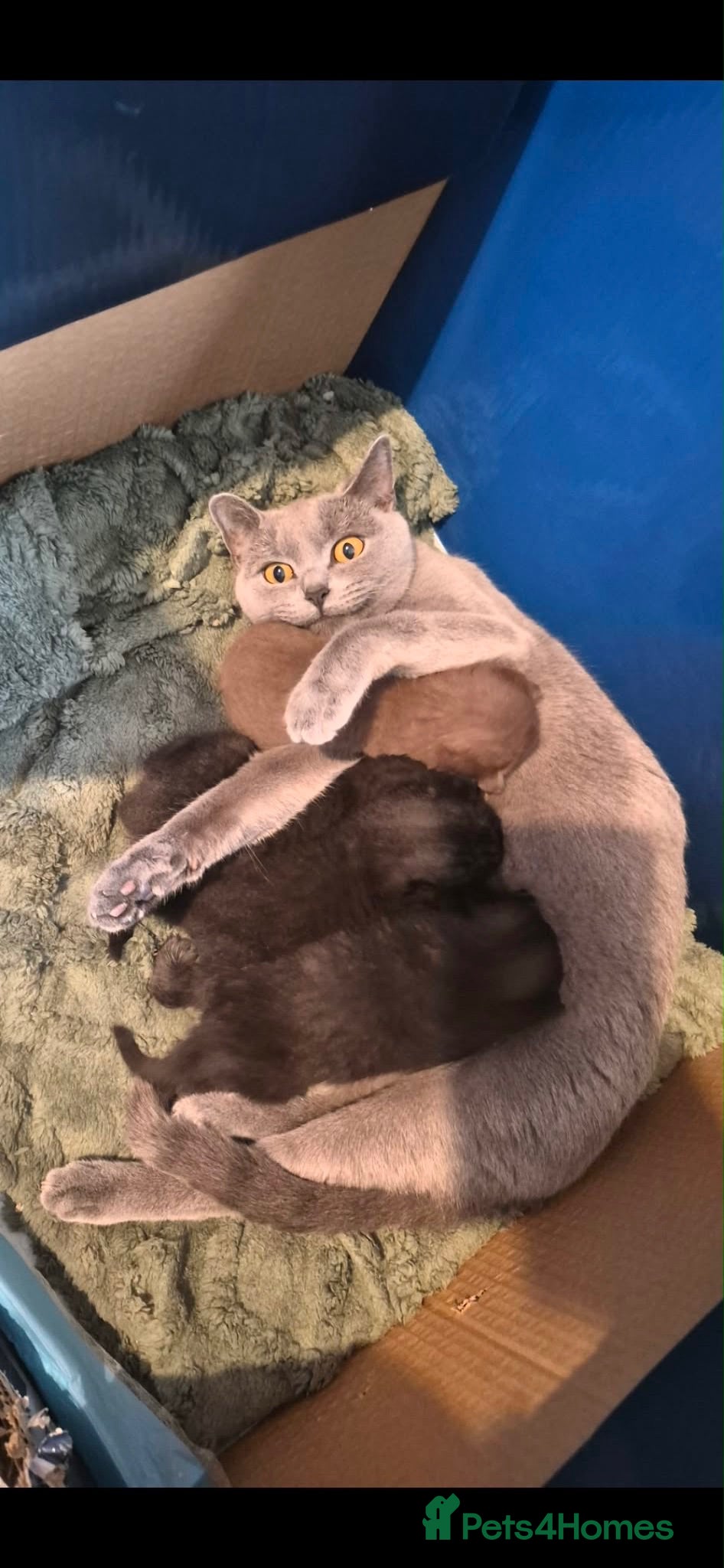British Shorthair cats 4 British shorthair kittens  - Advert 1