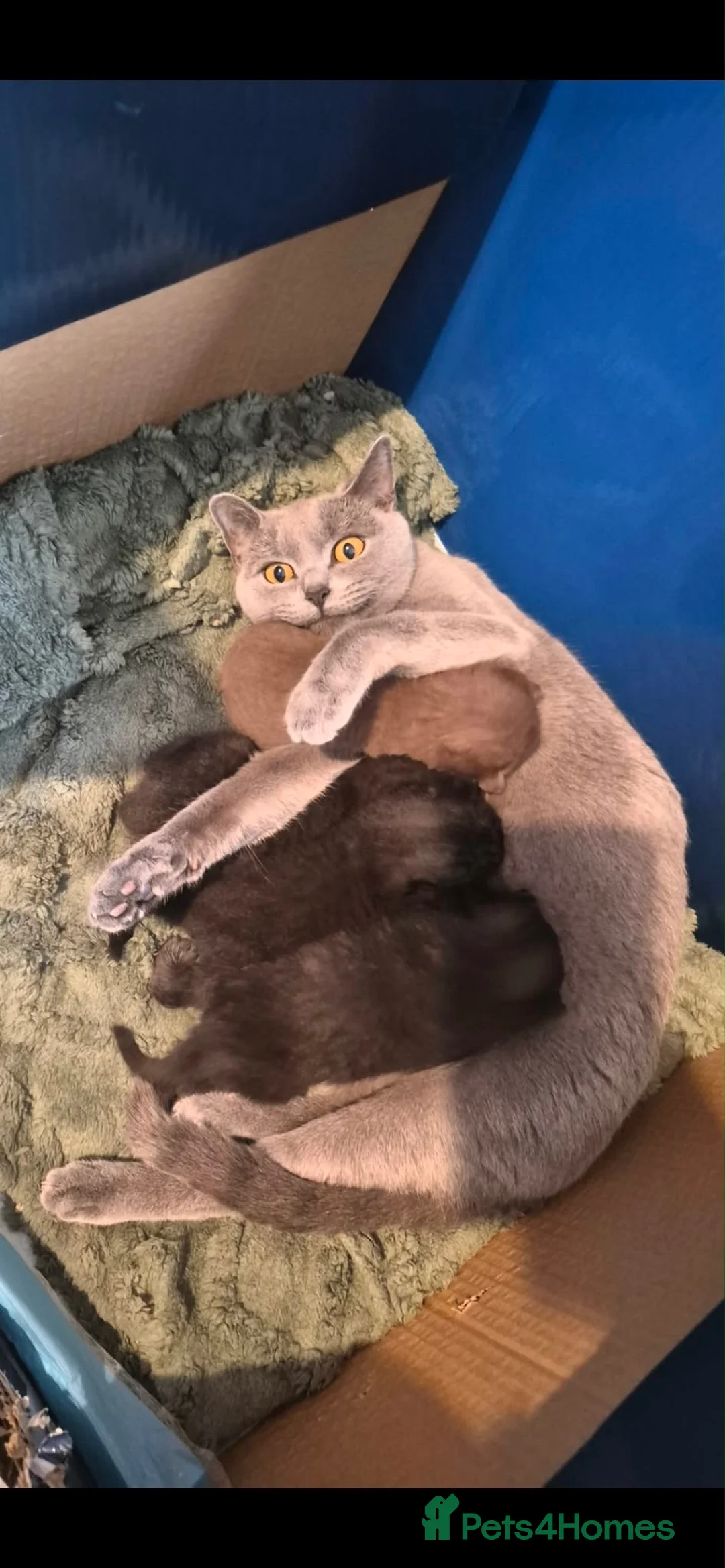British Shorthair cats for sale: 4 British shorthair kittens  in Newton Aycliffe - Advert 1