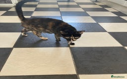 Mixed Breed cats for sale:  Beautiful Female cat - Image 3