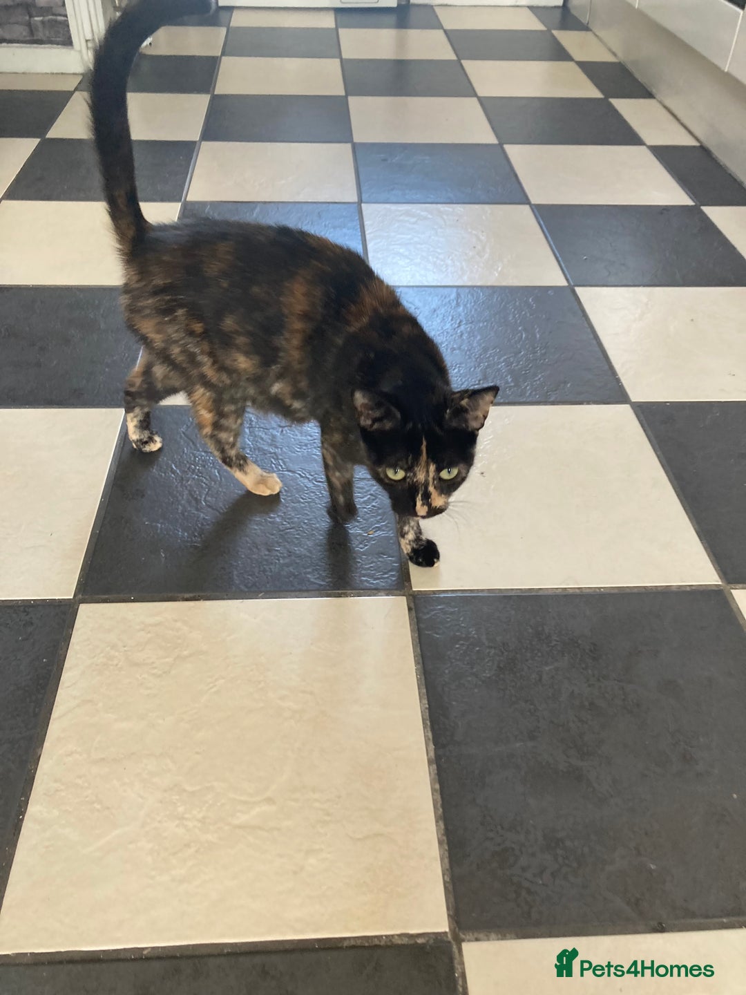 Mixed Breed cats for sale:  Beautiful Female cat - Image 3