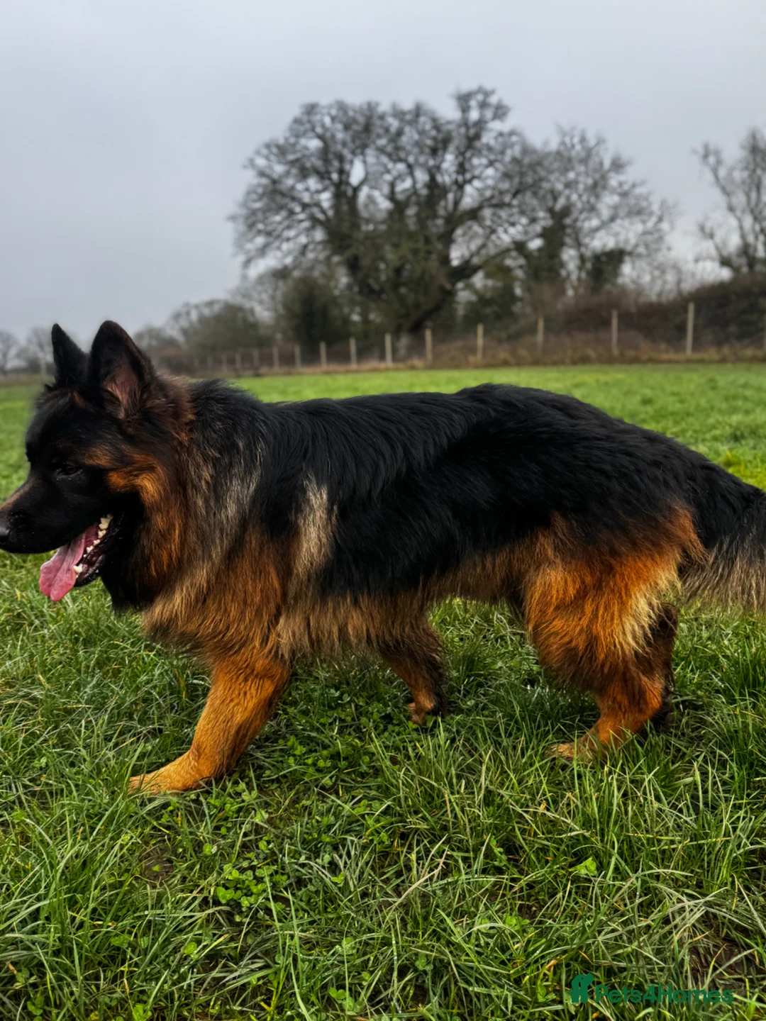 German Shepherd dogs for sale: German Shepherd for adoption - Advert 7