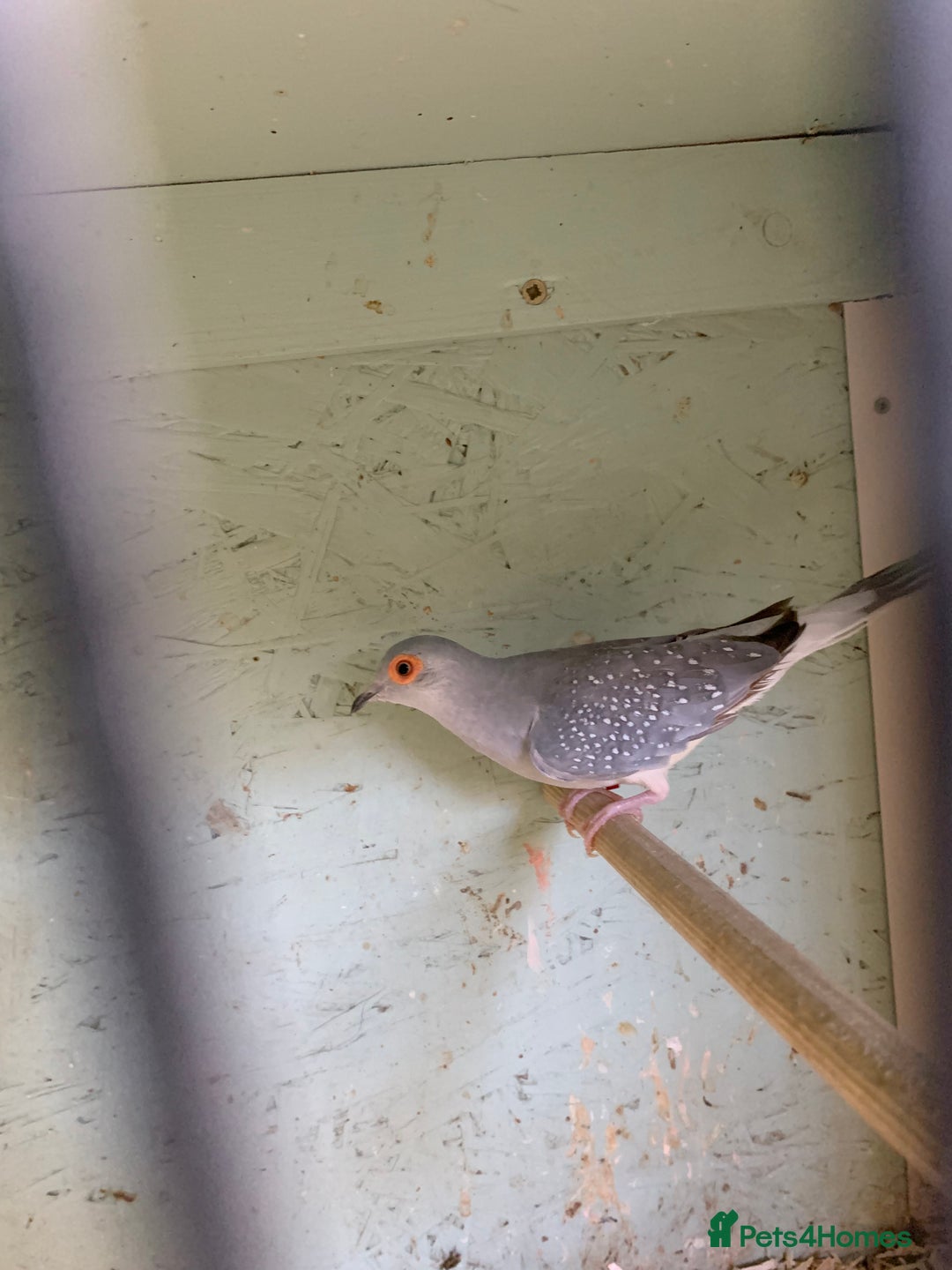 Doves birds for sale: Male diamond dove 1yr old - Image 3