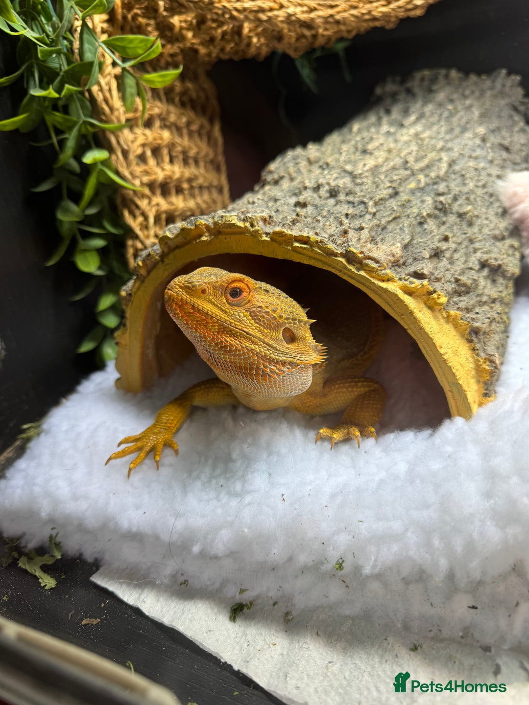 Bearded Dragon reptiles for sale: Winston the bearded dragon - Advert 2