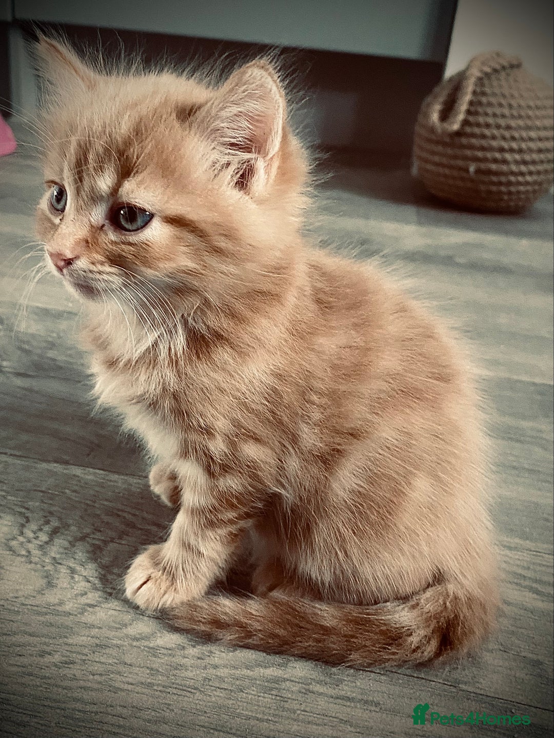 British Longhair cats for sale: 4 gorgeous fluffy kittens - Image 8